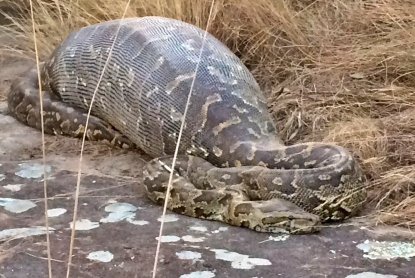 ilustasi ular piton