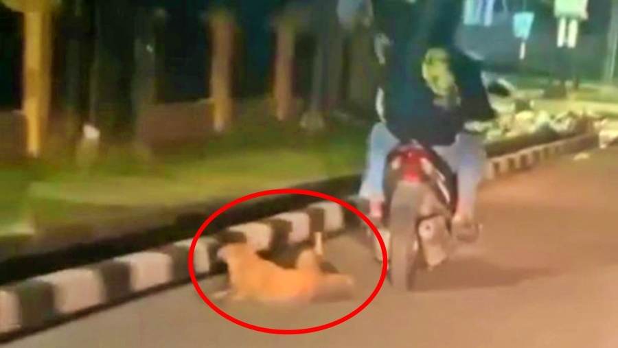 tangkapan layar video seekor anjing cokelat diseret sepeda motor viral