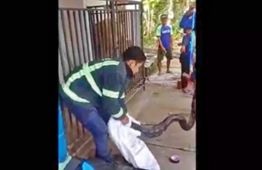 tangkapan layar video ular piton ditangkap petugas