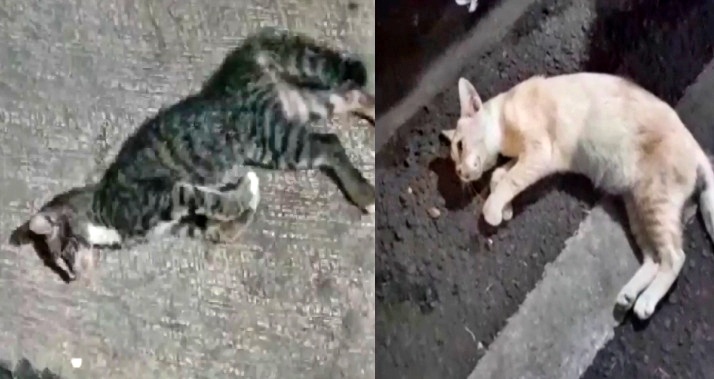 tangkapan layar video kucing kucing yang mati mendadak atau misterius di Sunter Agung