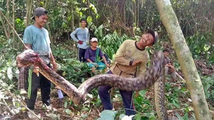 Penampakan ular piton 7 meter yang dibunuh warga_foto istimewa