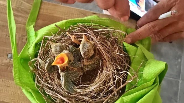 Burung yang dijebak oleh dua pria di hutan merapi diselamatkan warga sekitar