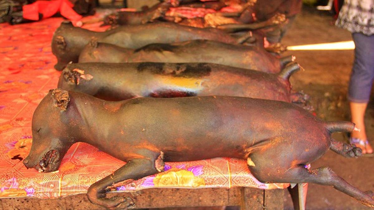 Daging Anjing Bakar_Foto liputan 6