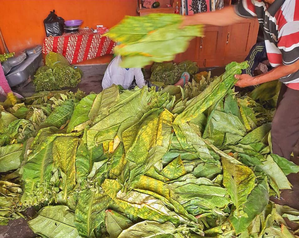 Harga Tembakau Lembaran di Magelang di musim Kemarau
