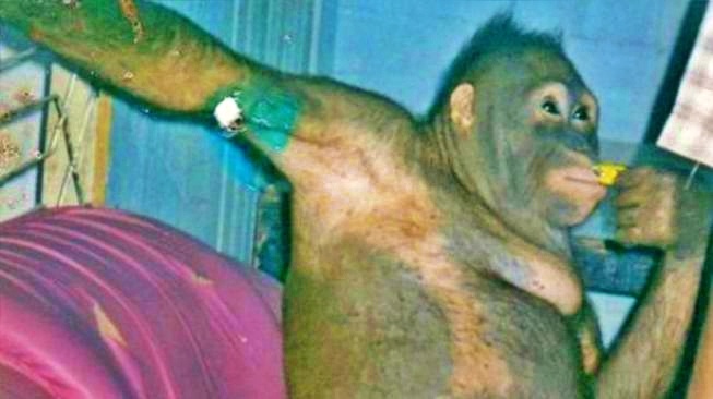 Pony, seekor orang utan malang yang berhasil diselamatkan The Borneo Orangutan Survival Foundation (BOSF) dari orang-orang yang mempekerjakannya sebagai pelacur_ foto BOSF