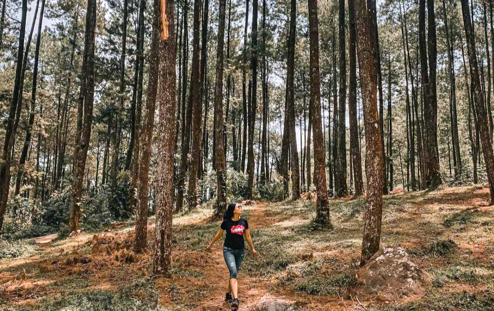 Pinea Forest Mangli_foto idntimes