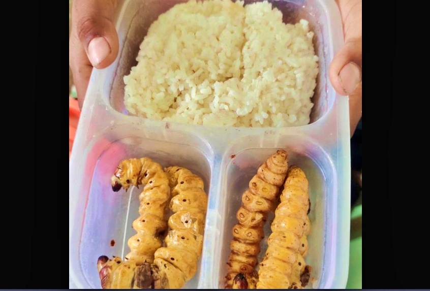 Tangkapan layar video siswa SD bawa bekal nasi lauk ulat sagu