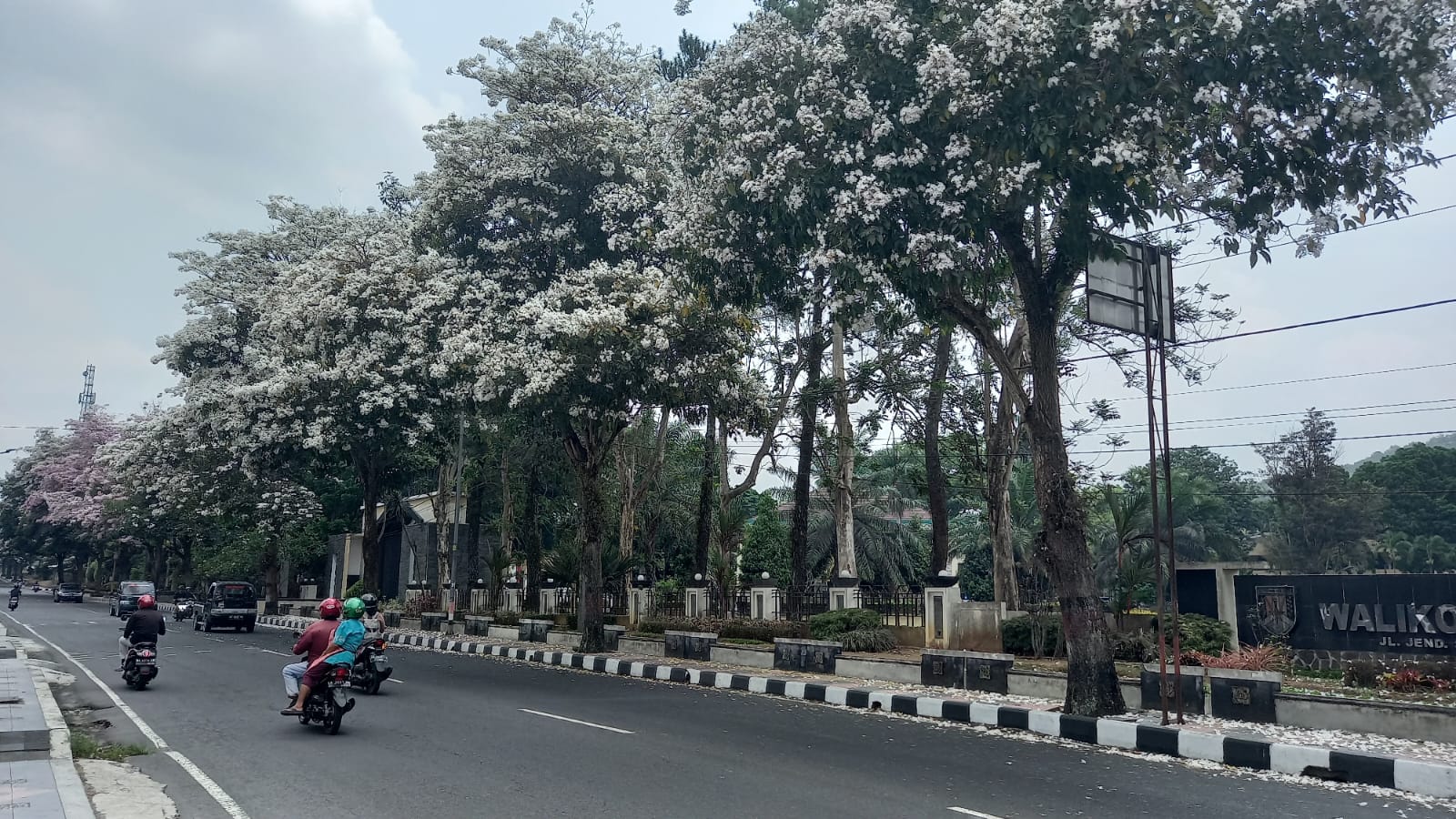 Bunga Tabebuya Bermekaran di Depan Kantor Wali Kota Magelang, Jadi Incaran Berfoto
