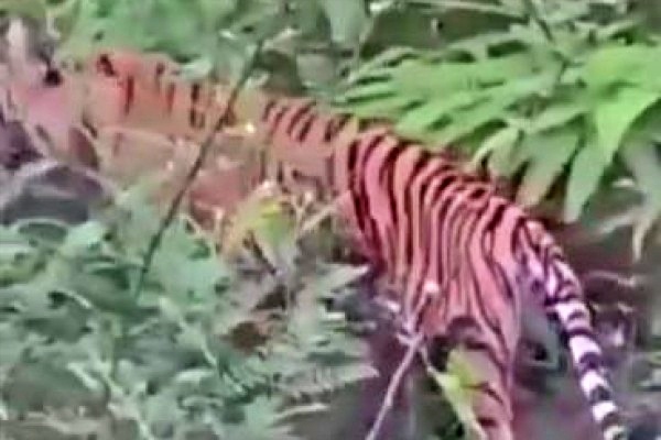 tangkapan layar video harimau jawa turun Gunung Lawu