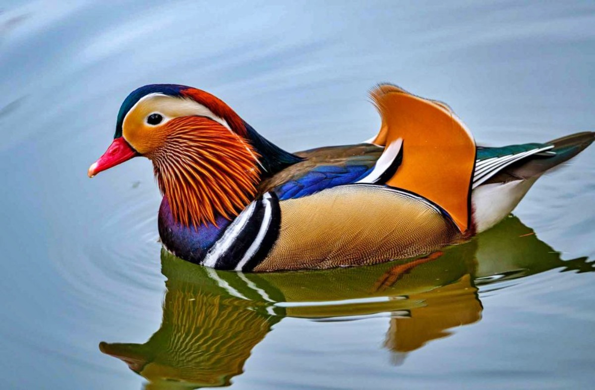 Bebek mandarin