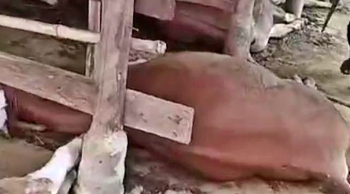 tangkapan layar video sapi mati mendadak di Desa Karangkerta