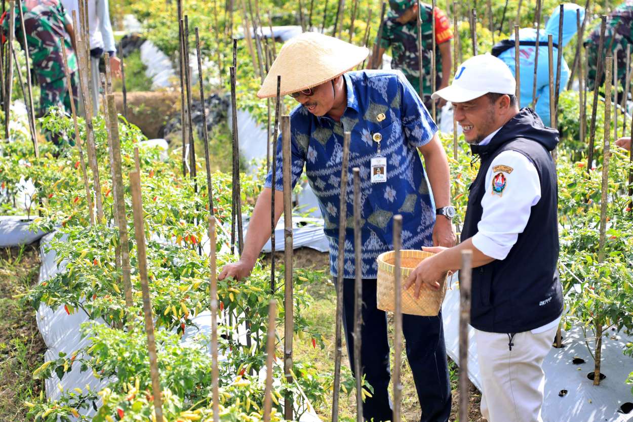 PJ Gubernur Jateng panen cabai bersama di Temanggung