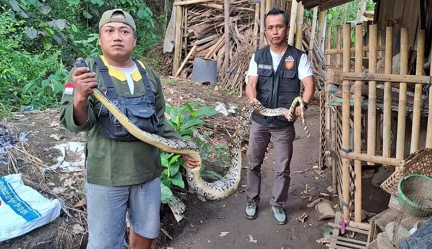 Relawan FPRB Borobudur evakuasi ular piton