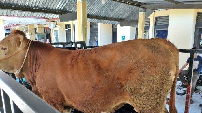 Seekor Sapi yang dicuri oleh seorang Pemuda di Sleman diamankan sebagai barang bukti