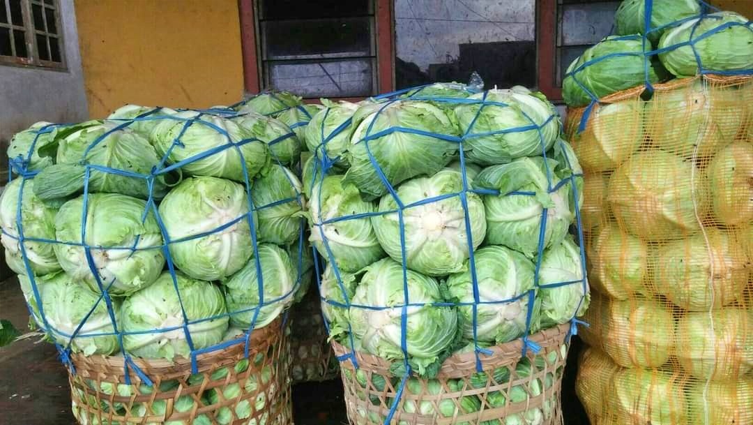 Sayuran Kubis lereng Merbabu Magelang yang anjlok harganya