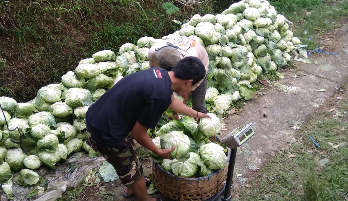Relawan Prabowo Borong Sayuran dari Petani di Jateng dan Dibagikan untuk Kaum Dhuafa
