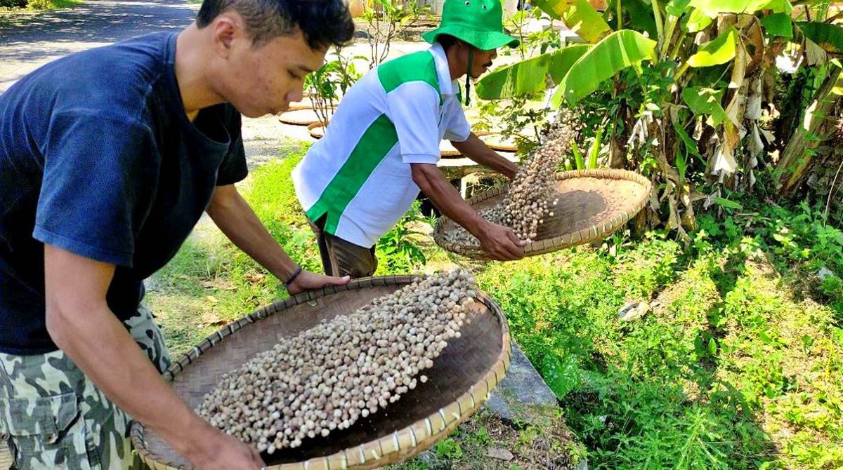 ilustrasi Petani Kapulaga