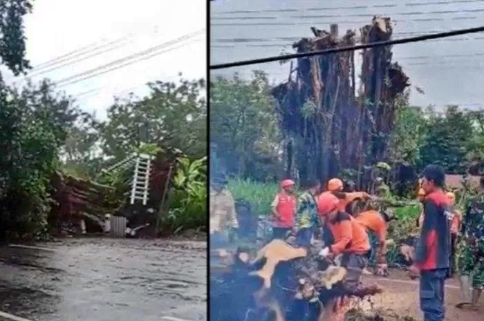 tangkapan layar video pohon beringin tua tumbang dan bisa berdiri sendiri