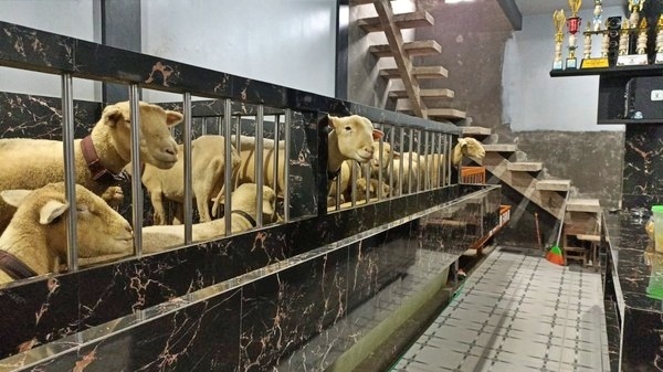 Kandang Domba mewah_foto istimewa