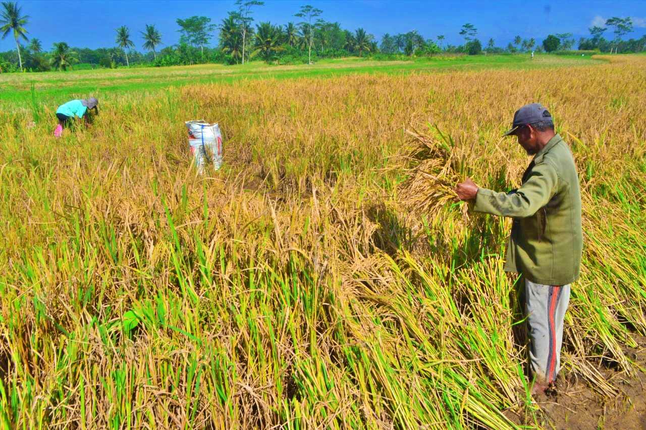 Panen Padi di Magelang ditengah cuaca ekstrim
