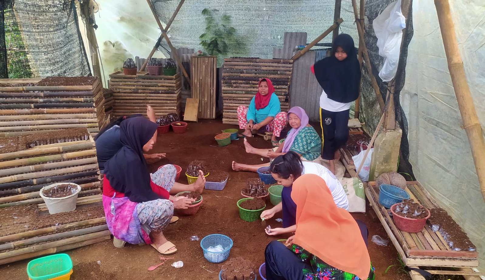 para warga sekitar bekerja di usaha bibit cabai milik seorang anggota polisi di Magelang