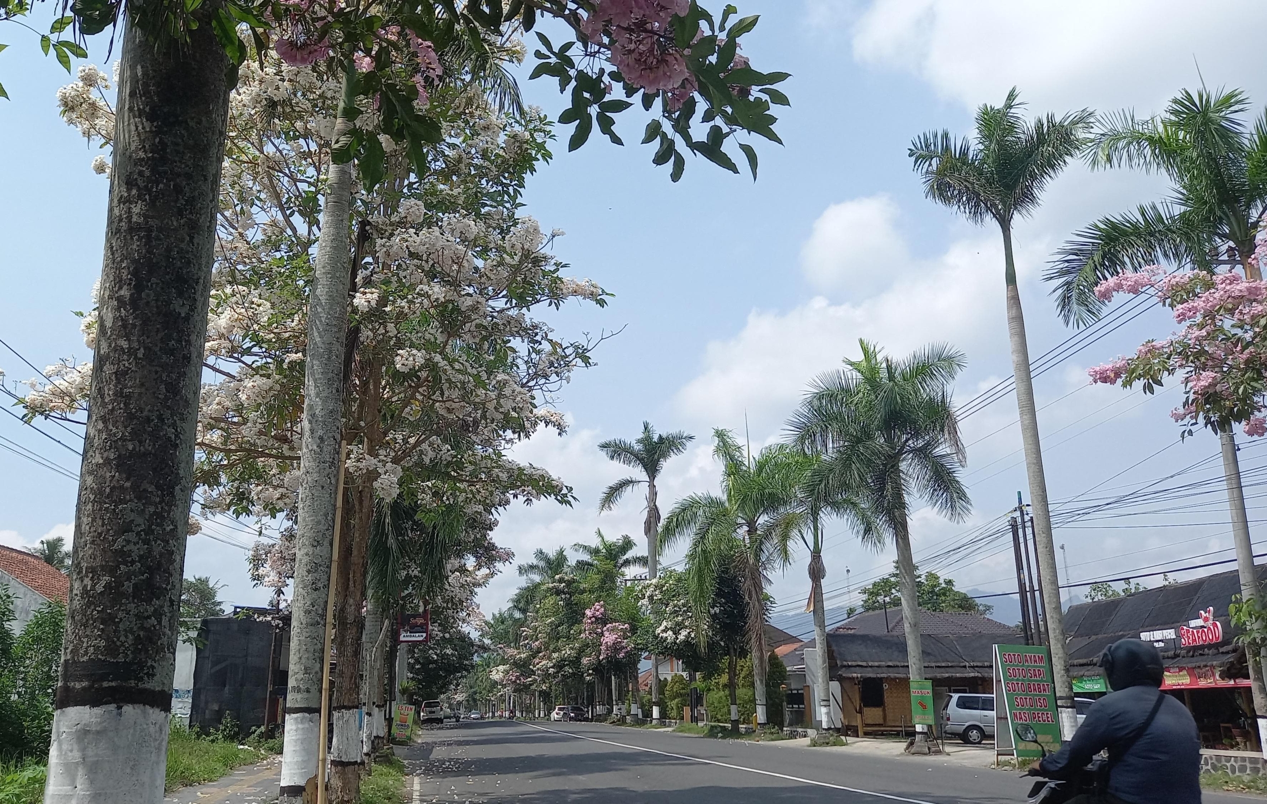 Bunga Tabebuya Bermekaran, Hiasi Sejumlah Jalan Protokol Magelang