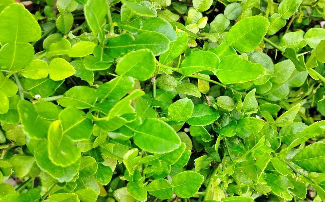 Daun asal Indonesia bernilai tinggi di Jepang