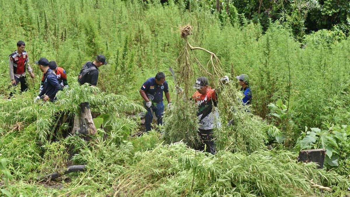 Kronologi Penemuan 59 Ladang Ganja di Bromo