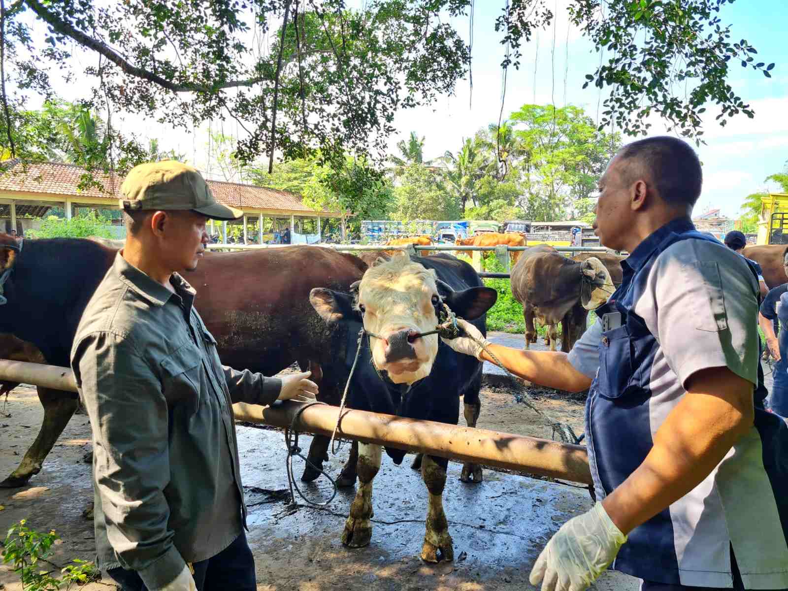 Petugas Dispeterikan Kabupaten Magelang saat mengecek hewan sapi di Pasar Hewan Muntilan