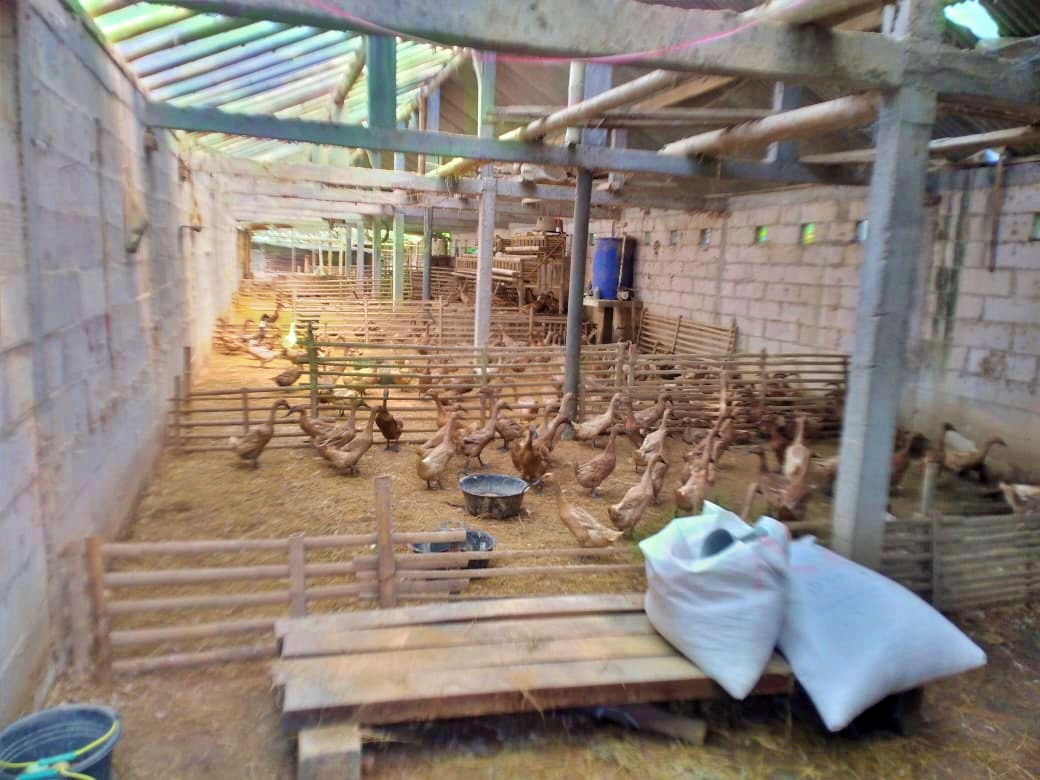 Kandang Itik warga di Salaman yang jadi korban percobaan pencurian