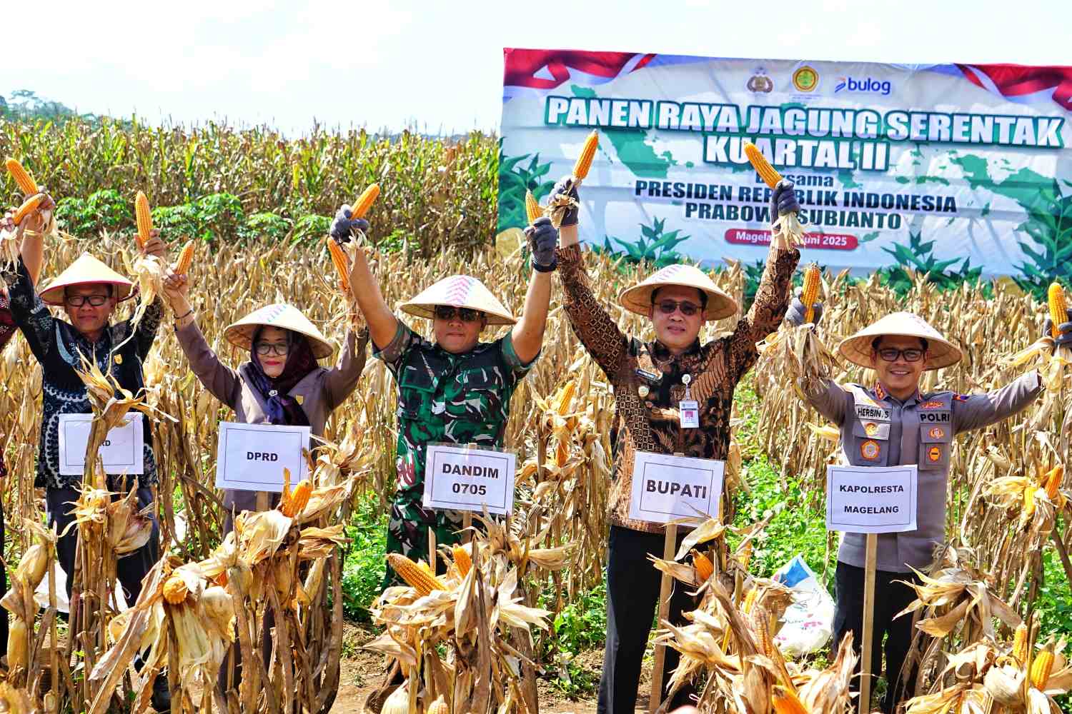 Bupati Magelang Grengseng Pamuji bersama Kapolresta Magelang, Kombes Pol Herbin Garbawiyata Jaya Sianipar, Dandim 0705/Magelang Letkol Inf Jarot Susanto, Kepala Dinas Pertanian dan Pangan Kabupaten Magelang Romza Ernawan, jajaran Forkopincam Secang dan para petani jagung di Desa Karangkajen saat melakukan panen jagung serentak.