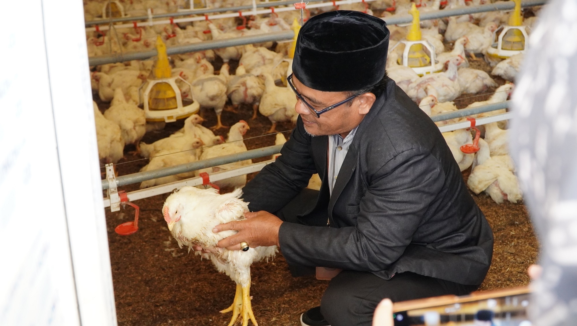 Untidar Magelang Panen Ayam di Bandongan Teaching Farm