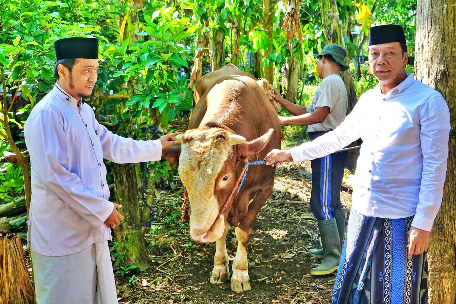 Wakil Bupati Magelang Sahid Ngabdan saat menyerahkan bantuan satu ekor sapi dari Presiden Prabowo Subianto kepada Majelis Ta'lim Annur di Dusun Kiyudan, Desa Wringinputih, Kecamatan Borobudur.