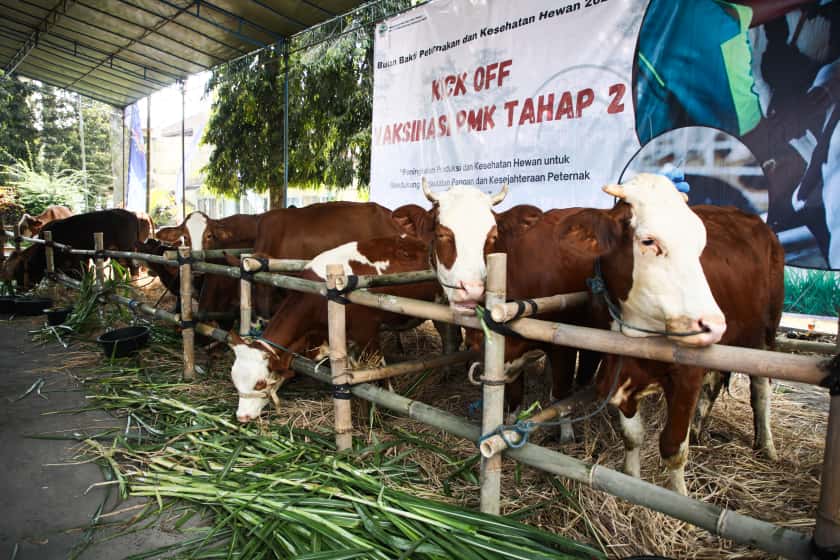 Genjot Produksi Daging, Pemprov Jateng Akan Vaksinasi PMK pada Sejuta Hewan Ternak