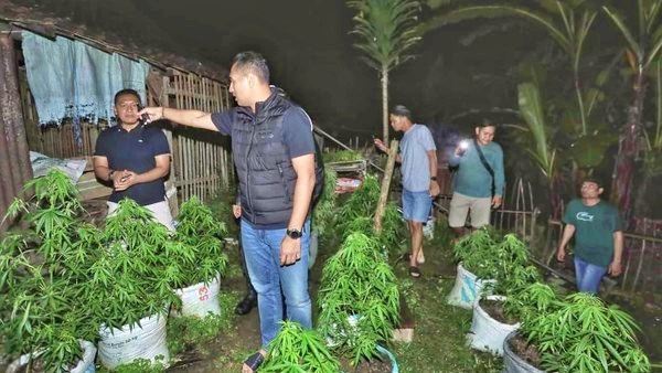 Ladang Ganja di Blitar