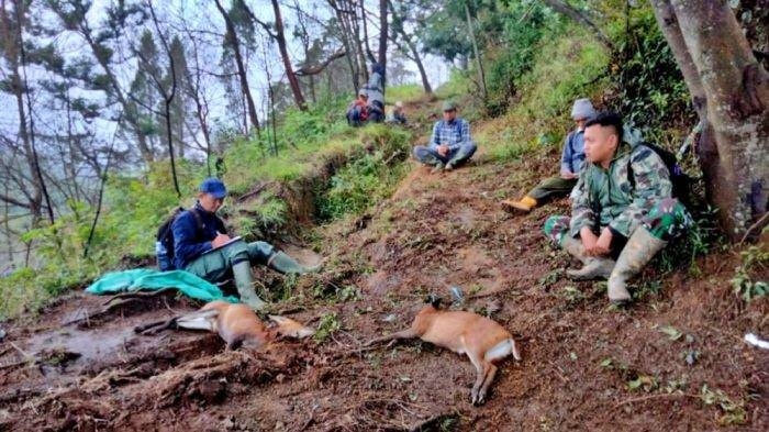 Petugas berhasil amankan Pemburu Liar di Gunung Merbabu yang tembak satwa liar Kijang