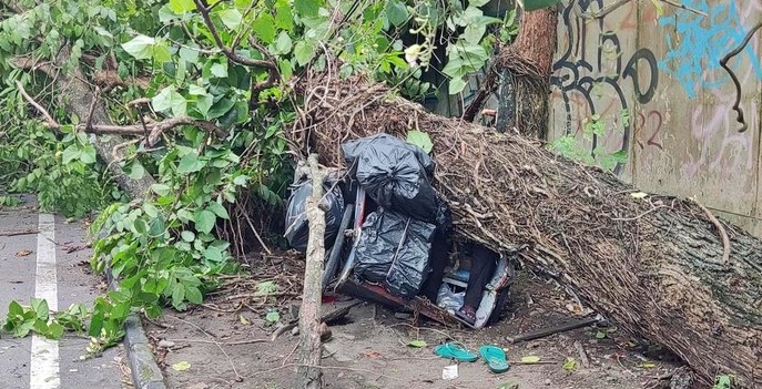 Pohon Besar Tumbang Timpa Becak di Sleman, 2 Orang Tewas