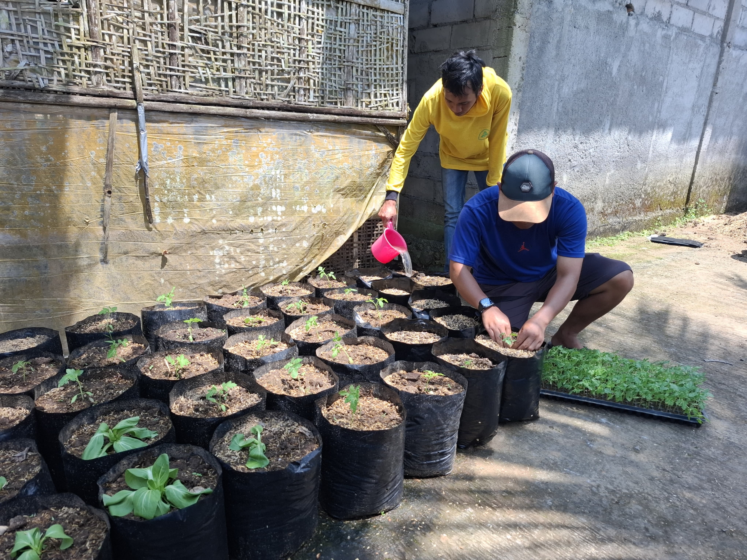 Ketahanan Pangan Ala Desa Dawung Tegalrejo, Warga Dapat Tanaman Sayuran
