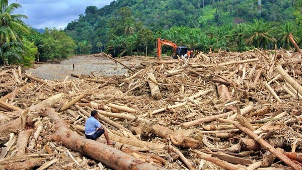 Ngeri! Kayu dari Hutan Negara Bisa Jadi ‘Legal’ Hanya Bermodal Dokumen PHAT Palsu