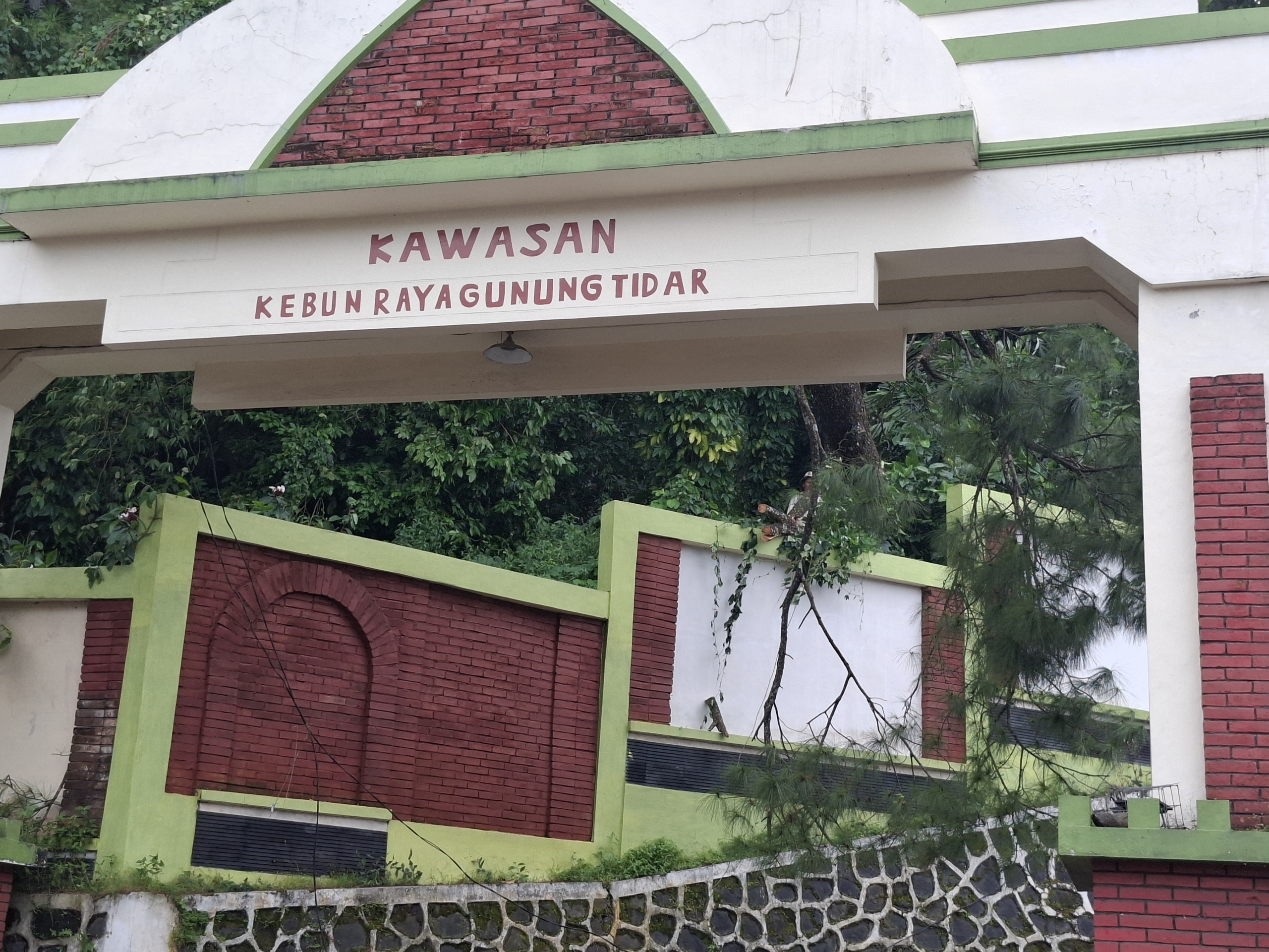 Angin Kencang Picu Pohon Tumbang di Gunung Tidar Magelang, Satu Pengunjung Meninggal dan 4 Luka-luka