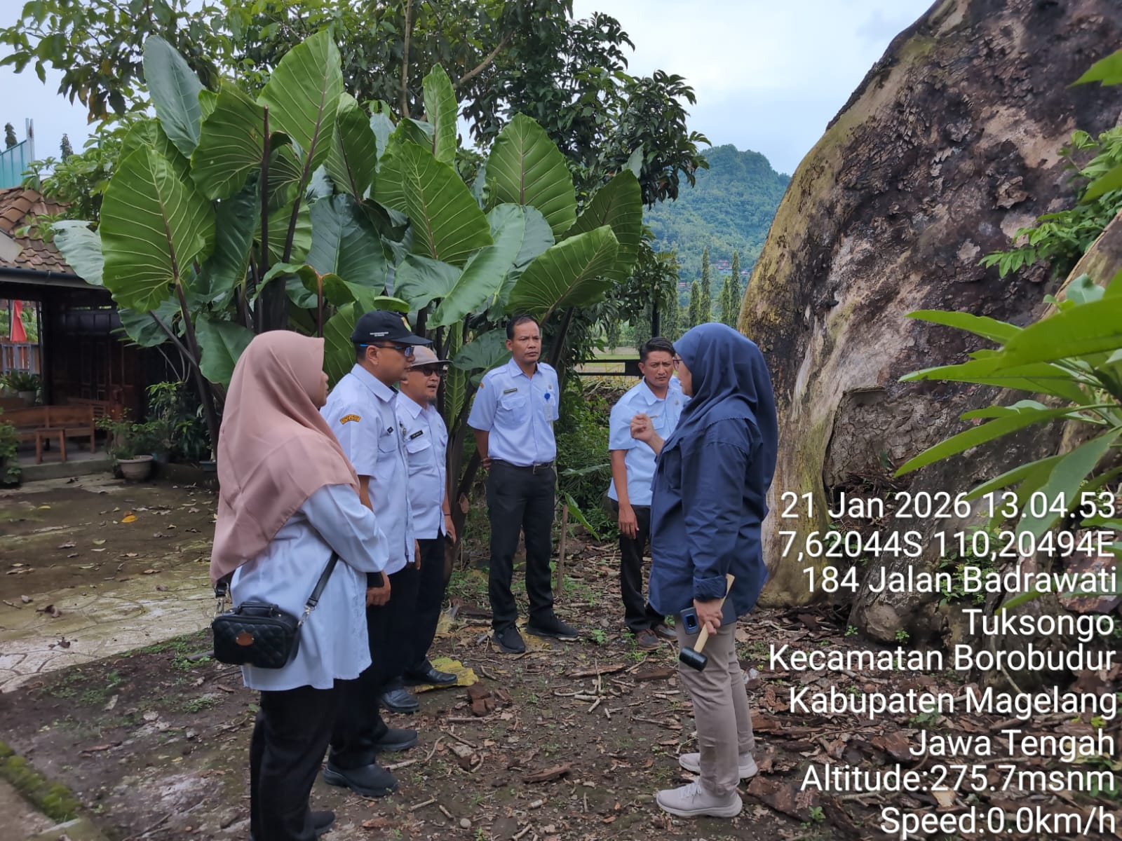 Pohon Randu Alas Ikon Wisata Tuksongo Dinilai Berisiko Ekstrem Berdasarkan Kajian UGM
