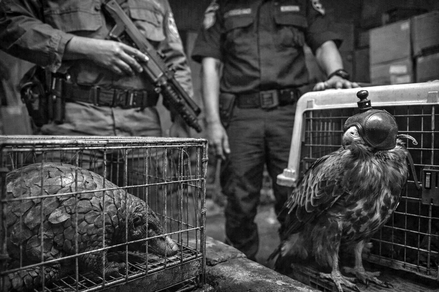 Ilustrasi Kasus Perdagangan Satwa Langka di Magelang Diungkap