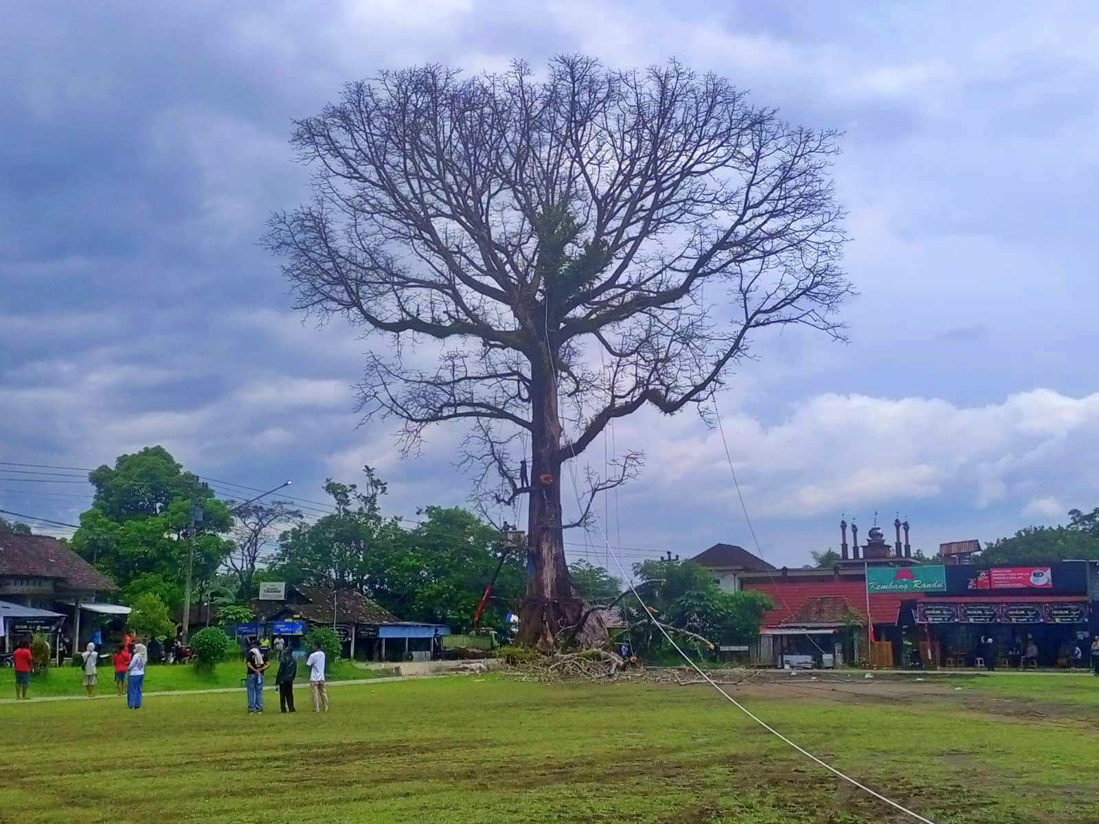 Pohon Randu Alas Ikon Tuksongo Borobudur Batal Ditebang, Ini Alasannya
