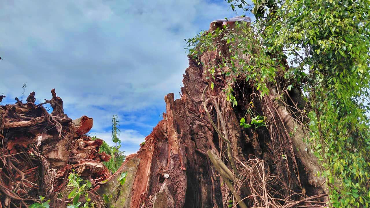 Pohon Beringin Berusia Ratusan Tahun di Lereng Merapi Magelang Tumbang