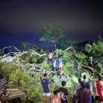 Pohon Beringin Berusia Ratusan Tahun di Lereng Merapi Magelang Tumbang
