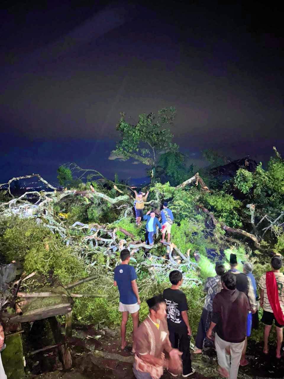 Pohon Beringin Berusia Ratusan Tahun di Lereng Merapi Magelang Tumbang