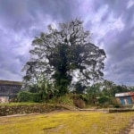 Pohon Beringin Berusia Ratusan Tahun di Lereng Merapi Magelang Tumbang