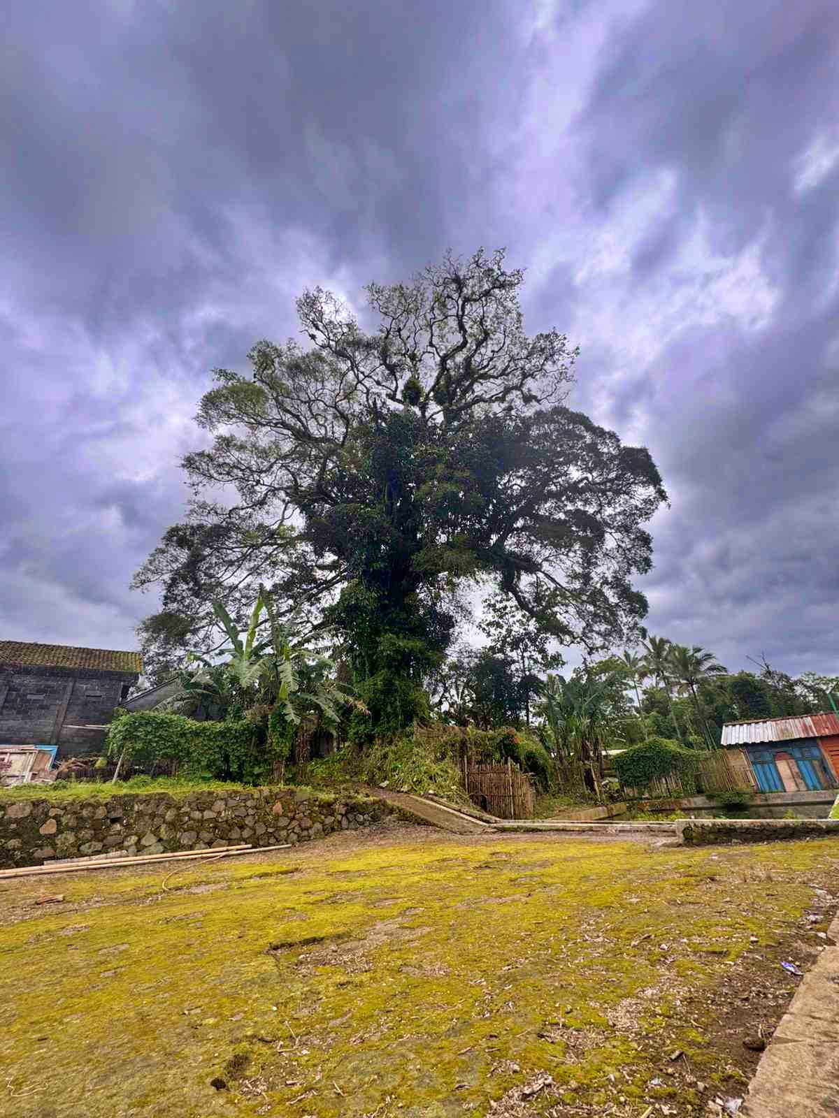 Pohon Beringin Berusia Ratusan Tahun di Lereng Merapi Magelang Tumbang
