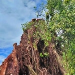 Pohon Beringin Berusia Ratusan Tahun di Lereng Merapi Magelang Tumbang