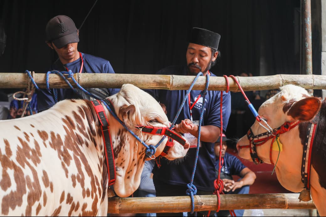 Dongkrak Produksi Susu, Gubernur Jateng Dorong Digelarnya Kontes Sapi Perah